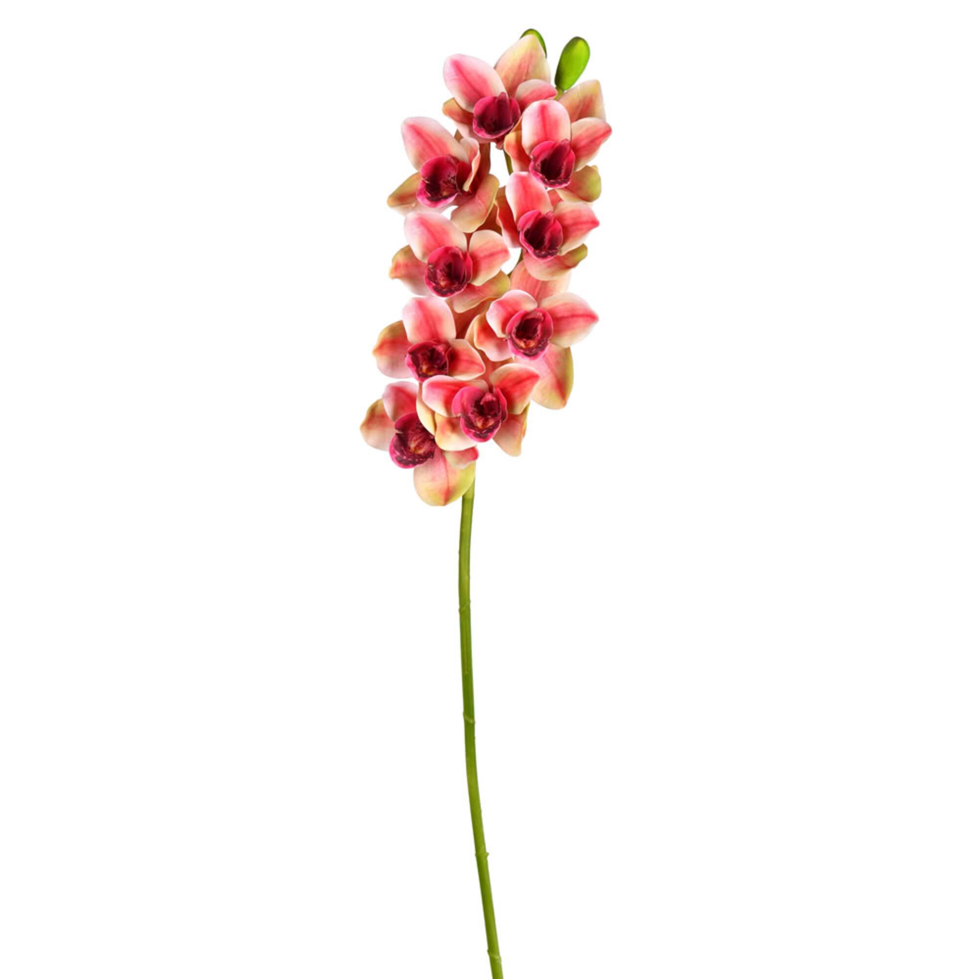 Purple Boat Orchid Stem